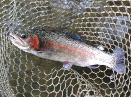 難しいぞ、大安トラウトレイク